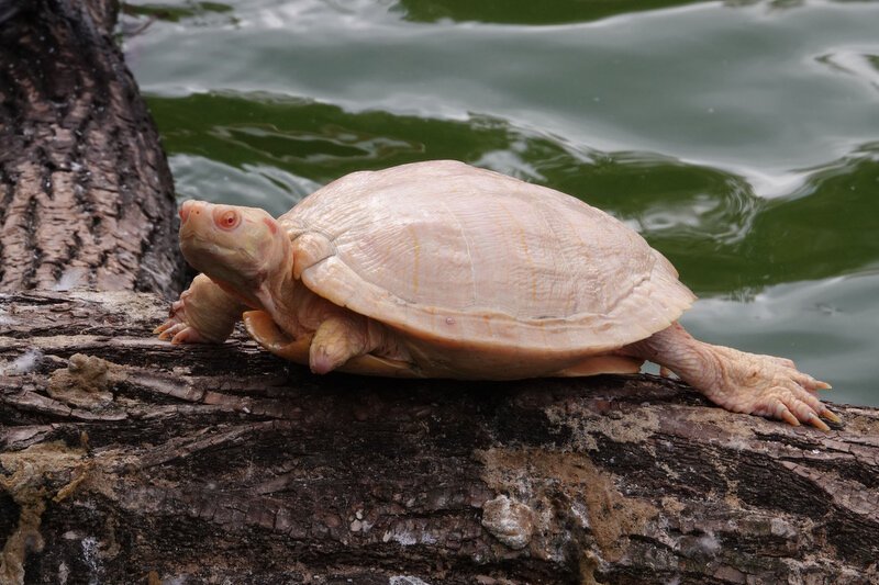 Albino Turtle